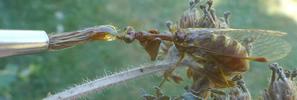Mantispe de Styrie(Mantispa styriaca) = Mantispe païenne (Manstispa pagana),  se délection  de confiture.