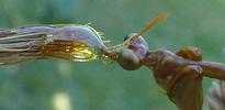 Mantispe de Styrie(Mantispa styriaca) = Mantispe païenne (Manstispa pagana),  se délection  de confiture, détail.