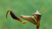 Mantispe de Styrie(Mantispa styriaca) = Mantispe païenne (Manstispa pagana),  illustration des pattes ravisseuses, photo 1.