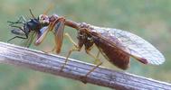 Mantispe de Styrie(Mantispa styriaca) = Mantispe païenne (Manstispa pagana),  mangeant une mouche,  vue d'ensemble.