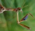 Mantispe de Styrie(Mantispa styriaca) = Mantispe païenne (Manstispa pagana),  illustration des pattes ravisseuses, photo 2.