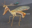 Mantispe de Styrie(Mantispa styriaca) = Mantispe pa&iuml;enne (Manstispa pagana), localisation de la glande &eacute;mettrice de ph&eacute;romones.