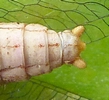 Mantispe de Styrie(Mantispa styriaca) = Mantispe païenne (Manstispa pagana), abdomen du mâle.