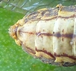 Mantispe de Styrie(Mantispa styriaca) = Mantispe païenne (Manstispa pagana), abdomen de la femelle.