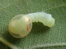 Sphinx du ch&ecirc;ne (Marumba quercus), chenille en train de na&icirc;tre, photo 1.