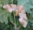 Sphinx du ch&ecirc;ne (Marumba quercus), femelle, photo 1.