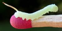 Sphinx du chêne (Marumba quercus), chenille naissante sur allumette, photo 3.