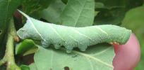 Sphinx du ch&ecirc;ne (Marumba quercus), chenille &agrave; mi parcours, photo 1.