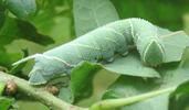 Sphinx du ch&ecirc;ne (Marumba quercus), chenille &agrave; mi parcours, photo  2.