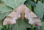 Sphinx du ch&ecirc;ne (Marumba quercus), femelle, photo2
