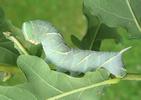 Sphinx du chêne (Marumba quercus), chenille à mi parcours, photo 3.