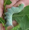 Sphinx du ch&ecirc;ne (Marumba quercus), chenille &agrave; terme, en main, photo 1.