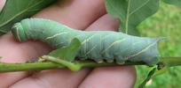 Sphinx du ch&ecirc;ne (Marumba quercus), chenille &agrave; terme, en main, photo 2.
