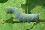 Sphinx du chêne (Marumba quercus), chenille à terme, photo 3.