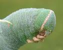 Sphinx du ch&ecirc;ne (Marumba quercus), chenille , d&eacute;tail de la t&ecirc;te,  photo 1.