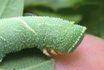 Sphinx du ch&ecirc;ne (Marumba quercus), chenille , d&eacute;tail de la t&ecirc;te,  photo 3.
