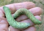 Sphinx du ch&ecirc;ne (Marumba quercus), chenilles  en pr&eacute;-nymphose.