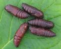 Sphinx du ch&ecirc;ne (Marumba quercus), chrysalides.