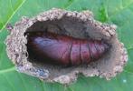 Sphinx du ch&ecirc;ne (Marumba quercus), chrysalides en loge, photo 1.