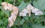 Sphinx du chêne (Marumba quercus), couple.