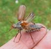 Hanneton commun (Melolontha melolontha),  envols d'adultes en main, photo 3.