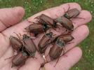 Hanneton commun (Melolontha melolontha), groupe d'adultes en main.