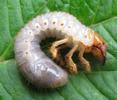 Hanneton commun (Melolontha melolontha), larve, photo 3.
