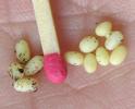 Hanneton commun (Melolontha melolontha), oeufs en main avec allumette /échelle.