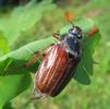 Hanneton commun (Melolontha melolontha), adulte "à table", photo 2.