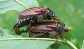 Hanneton commun (Melolontha melolontha), accouplement, photo 1.
