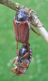 Hanneton commun (Melolontha melolontha), accouplement, photo 3.