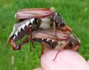 Hanneton commun (Melolontha melolontha), accouplement en main.