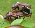 Hanneton commun (Melolontha melolontha), accouplement, photo 2