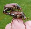 Hanneton commun (Melolontha melolontha), accouplement en main, photo 1.