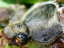 Hanneton commun (Melolontha melolontha), adulte, détail de la pilosité thoracique.