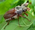 Hanneton commun (Melolontha melolontha), adulte "à table", photo 1.