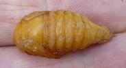 Hanneton commun (Melolontha melolontha),  nymphe en main, vue dorsale.