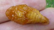 Hanneton commun (Melolontha melolontha),  nymphe en main, vue ventrale.