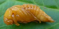 Hanneton commun (Melolontha melolontha),  nymphe en vue latérale.