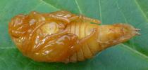 Hanneton commun (Melolontha melolontha),  nymphe en vue ventrale.