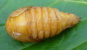 Hanneton commun (Melolontha melolontha),  nymphe en vue dorsale.