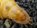 Hanneton commun (Melolontha melolontha), extrémité abdominale de nympe, photo 2.