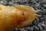 Hanneton commun (Melolontha melolontha), extrémité abdominale de nympe, photo 1.