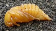 Hanneton commun (Melolontha melolontha), nymphe en vue latérale.