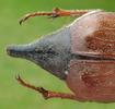 Hanneton commun (Melolontha melolontha),  détail du pygidium.