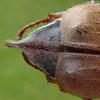 Hanneton forestier (Melolontha hippocastani), détail du pygidium.