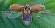 Hanneton commun (Melolontha melolontha) adulte étalé, ailes ouvertes.