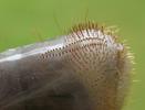 Hanneton commun (Melolontha melolontha), raster.