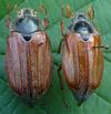 Hanneton commun (Melolontha melolontha) , couple.