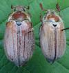 Hanneton forestier (Melolontha hippocastani), couple.